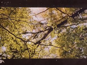 Photo-Cloth for Window Backing - Tree